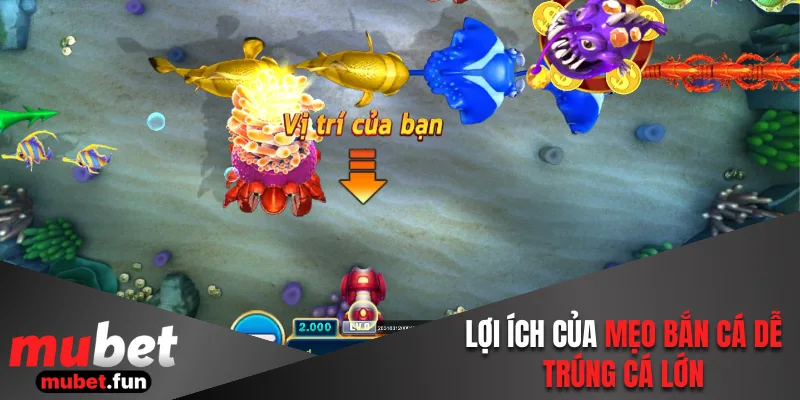 Lợi ích của việc nắm bắt các mẹo bắn cá dễ trúng cá to